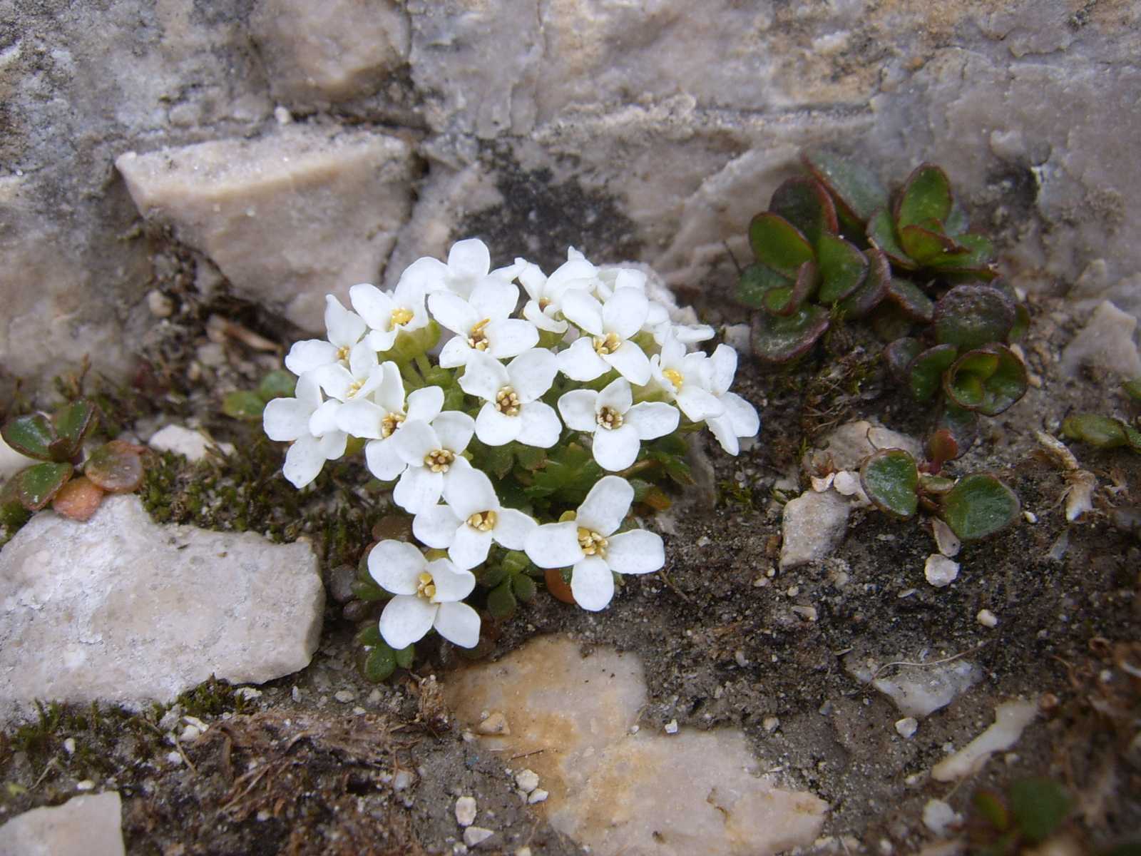 Noccaea minima (=Thlaspi alpestre) / Erba storna alpestre