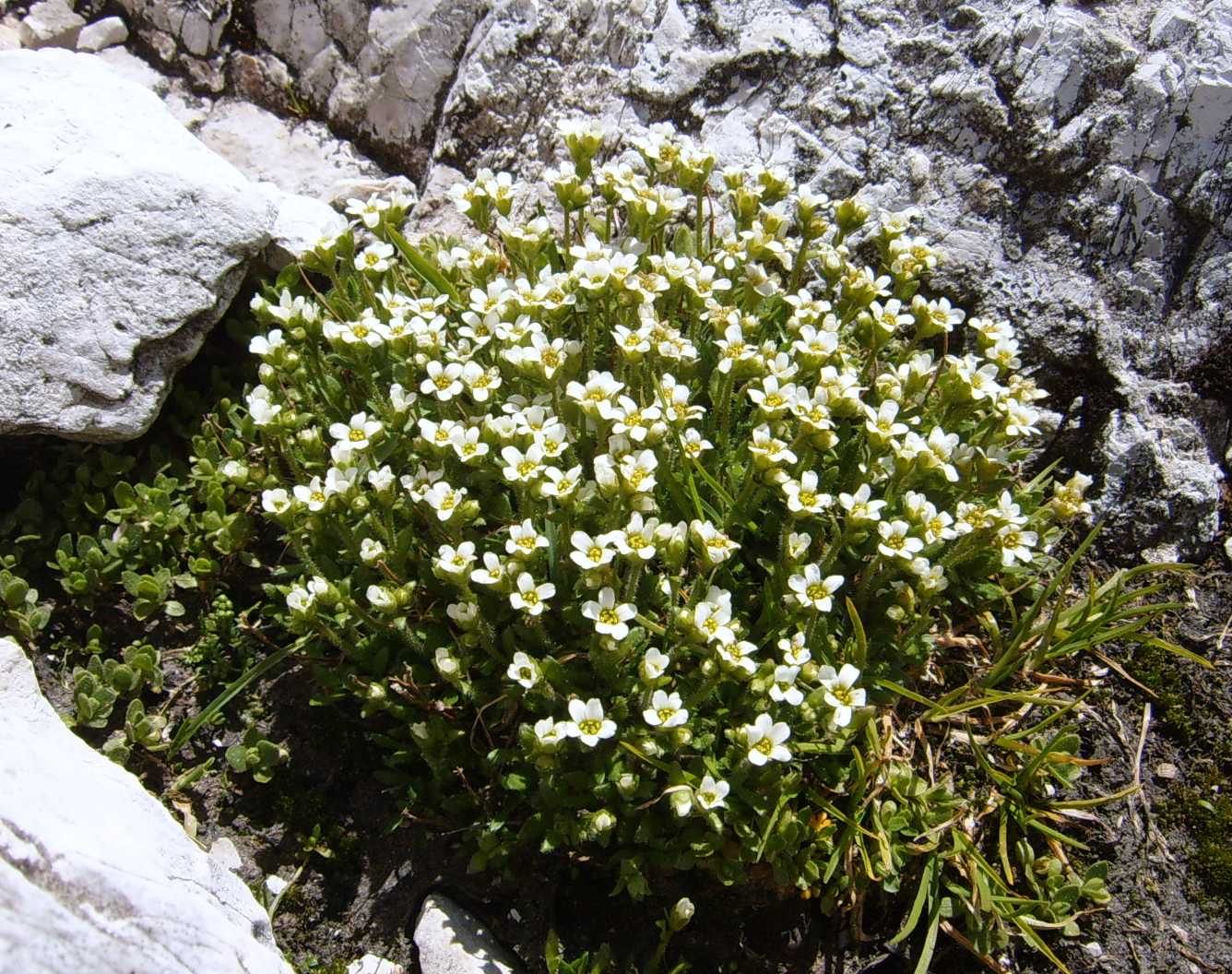 Saxifraga androsacea / Sassifraga rosulata