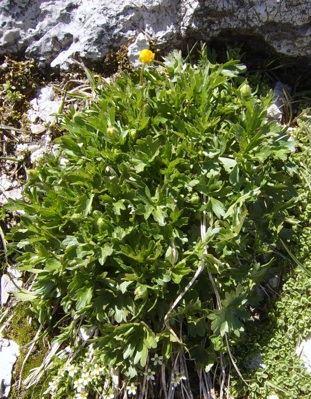 Pianticelle del Sella 5 - Ranunculus sp.