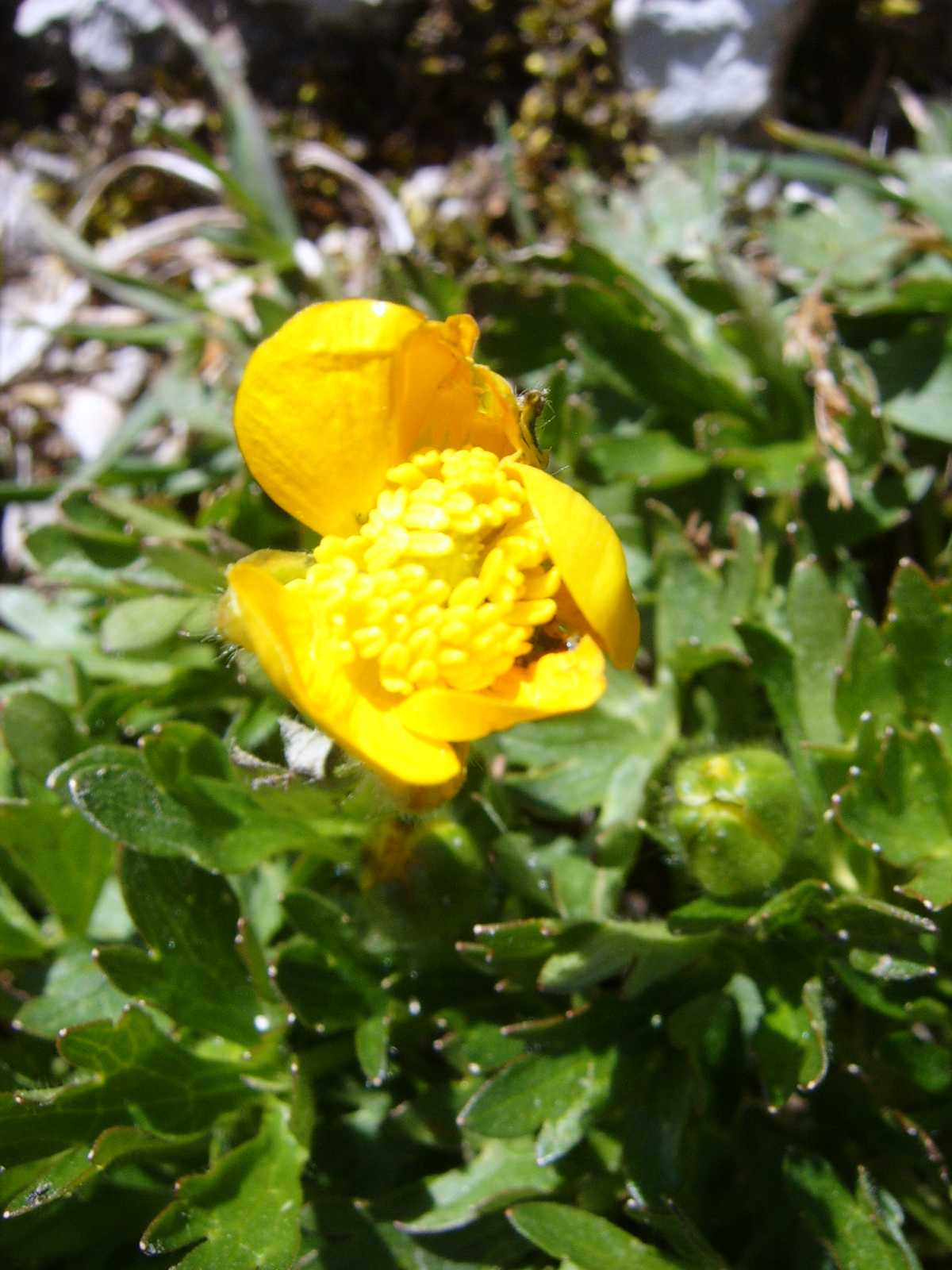 Pianticelle del Sella 5 - Ranunculus sp.