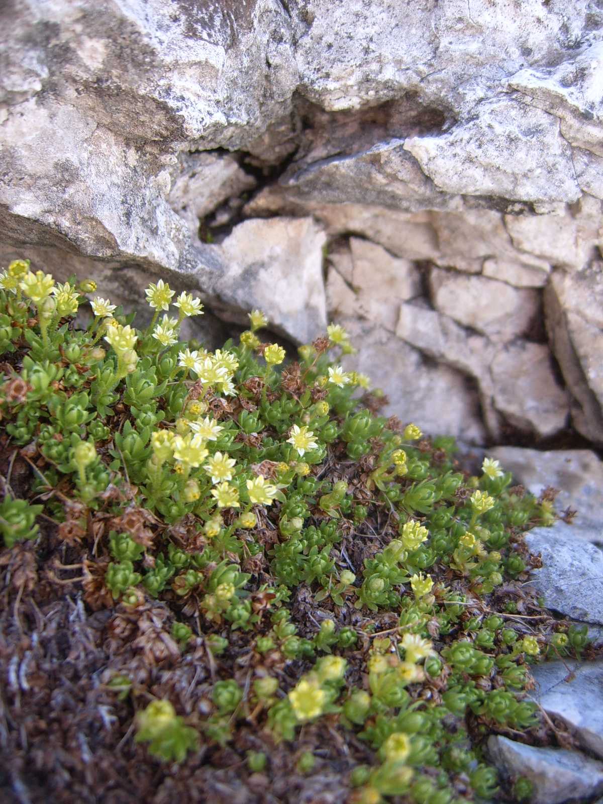 Pianticelle del Sella 3 Saxifraga sedoides