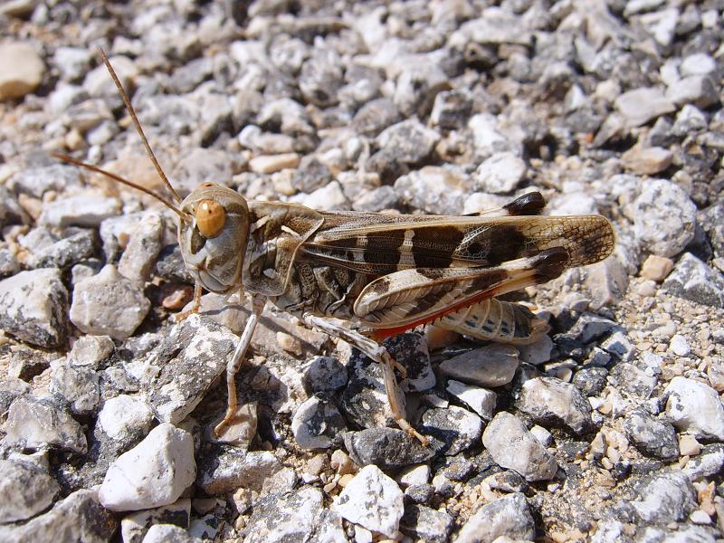 Cavalletta delle rocce: Oedaleus decorus