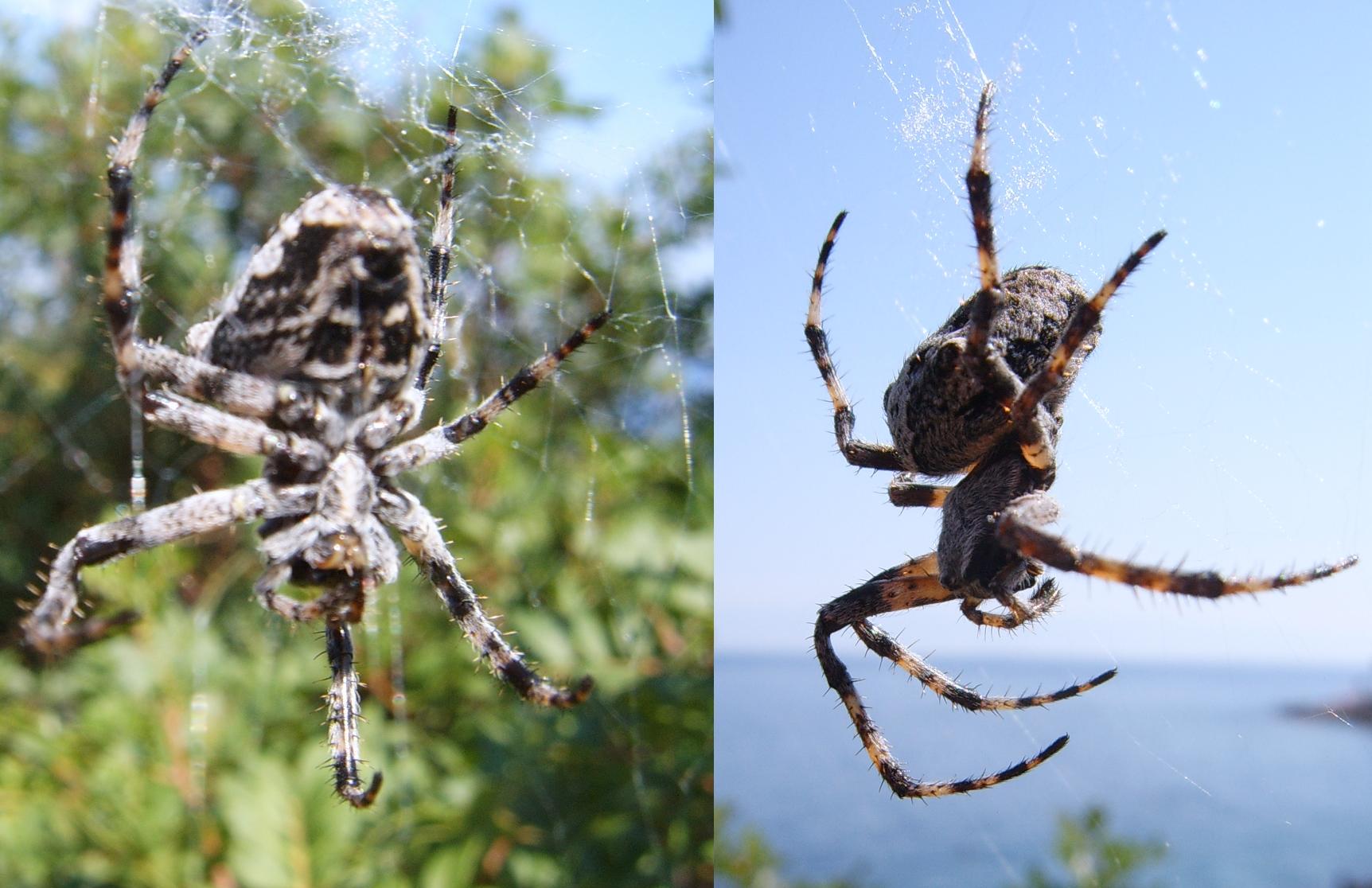 Araneus angulatus