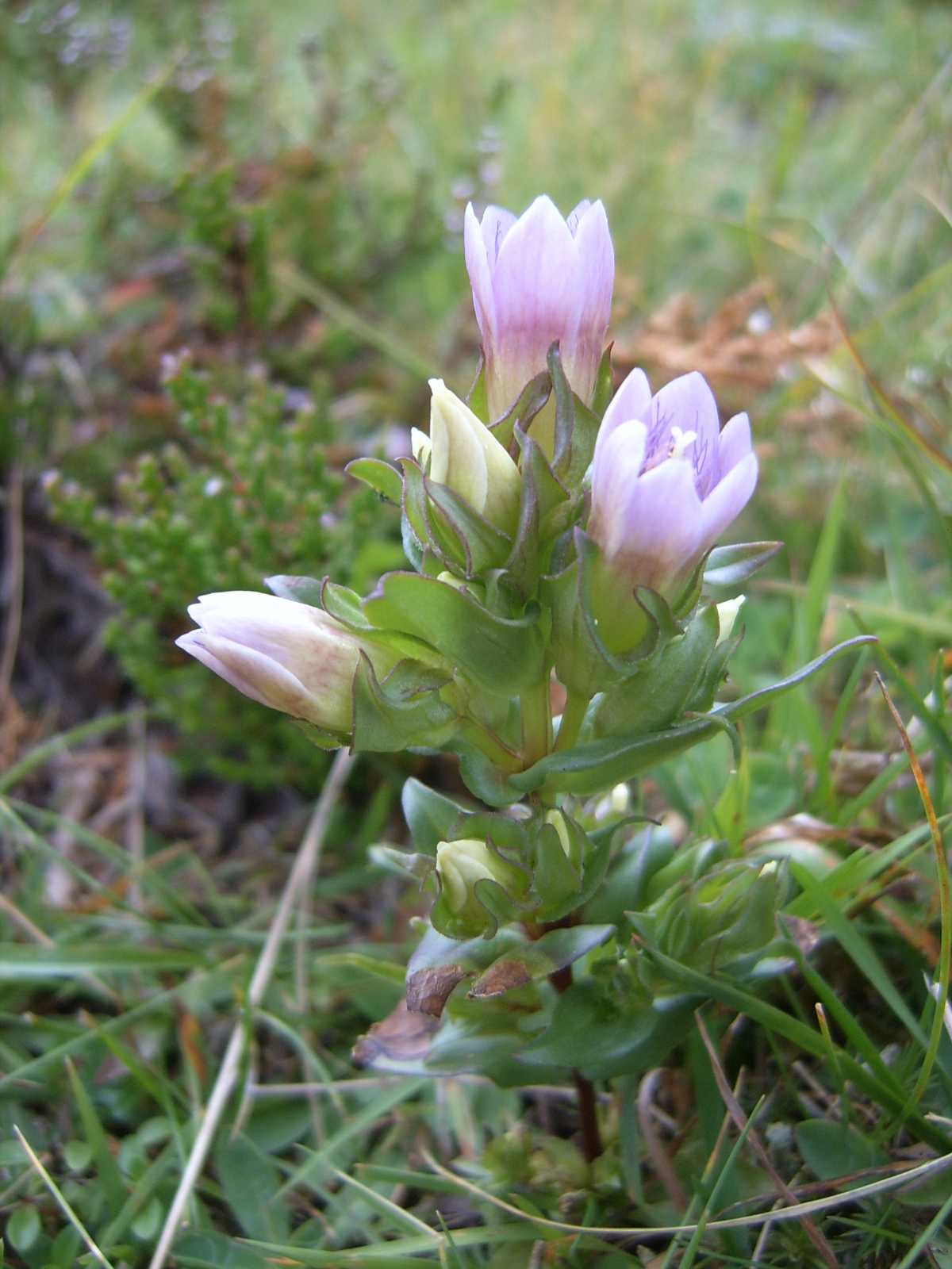 Gentianella anisodonta