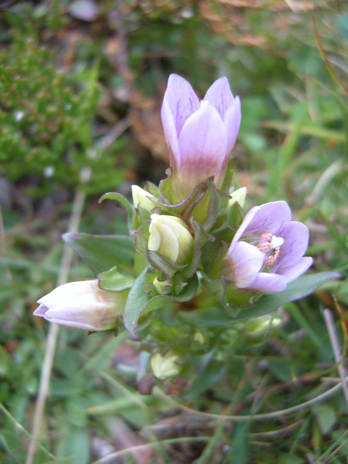 Gentianella anisodonta