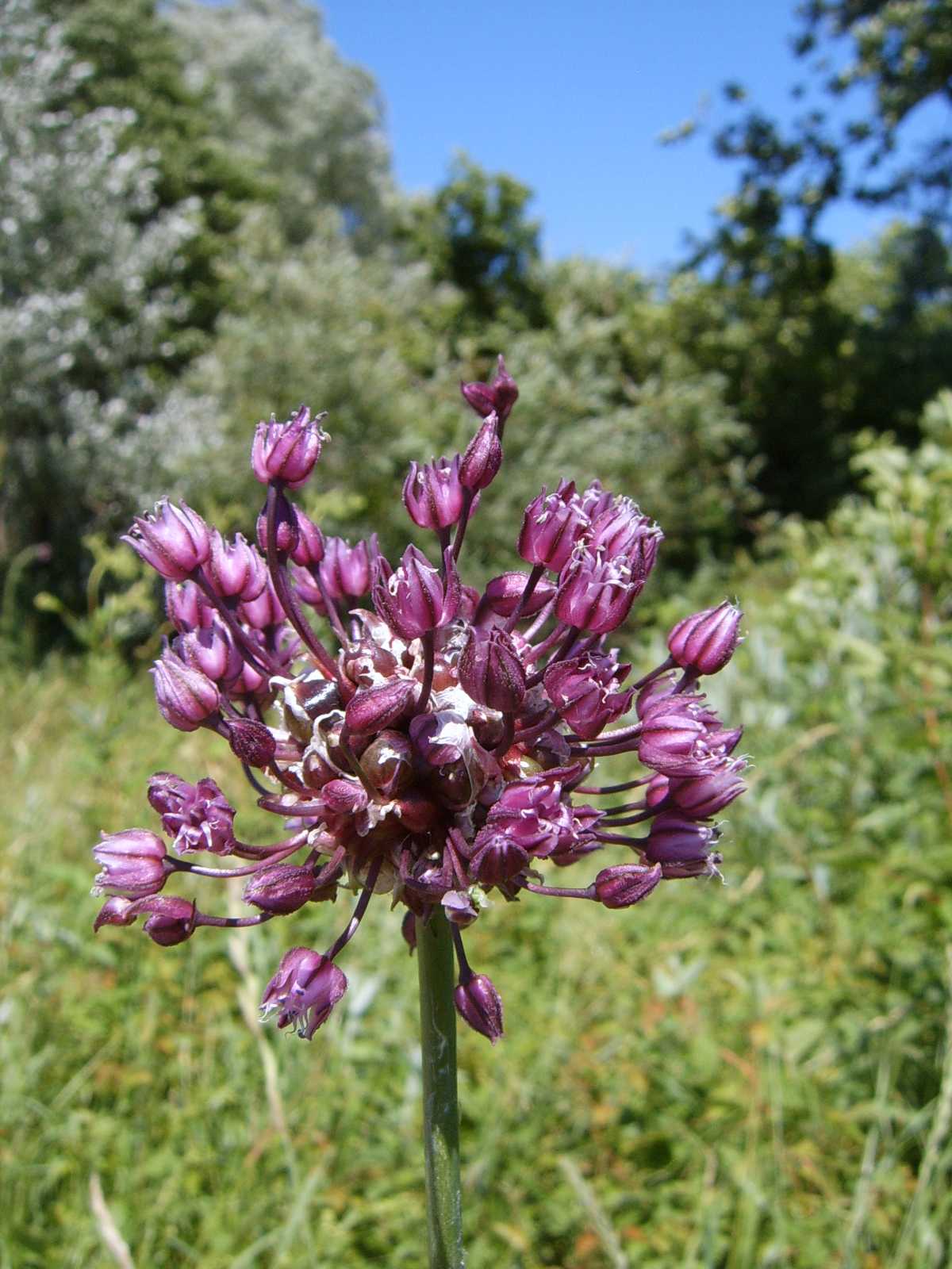 Allium scorodoprasum / Aglio romano