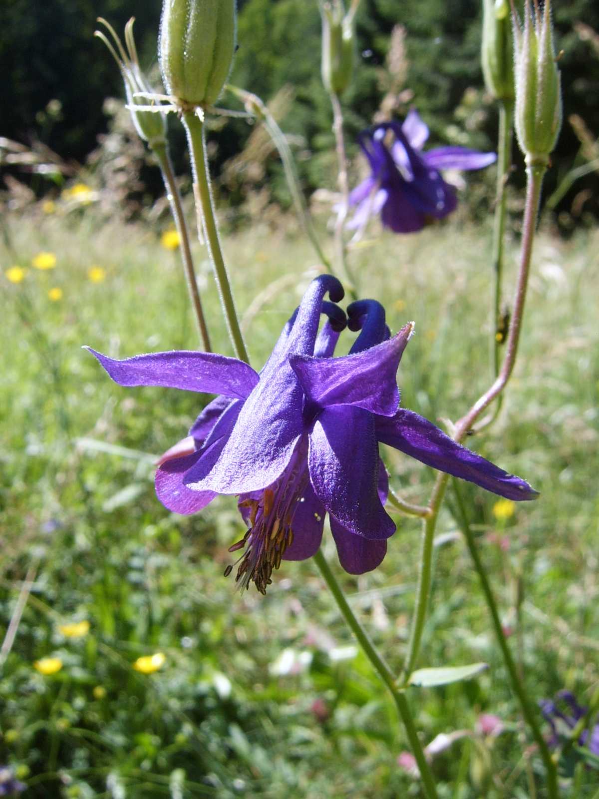 Aquilegia slovena