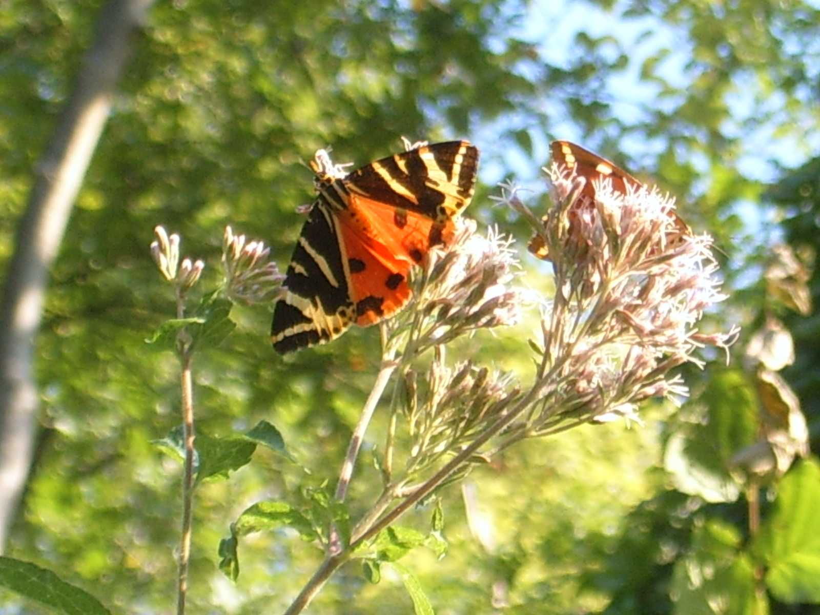 Arctia da id - Euplagia quadripunctaria