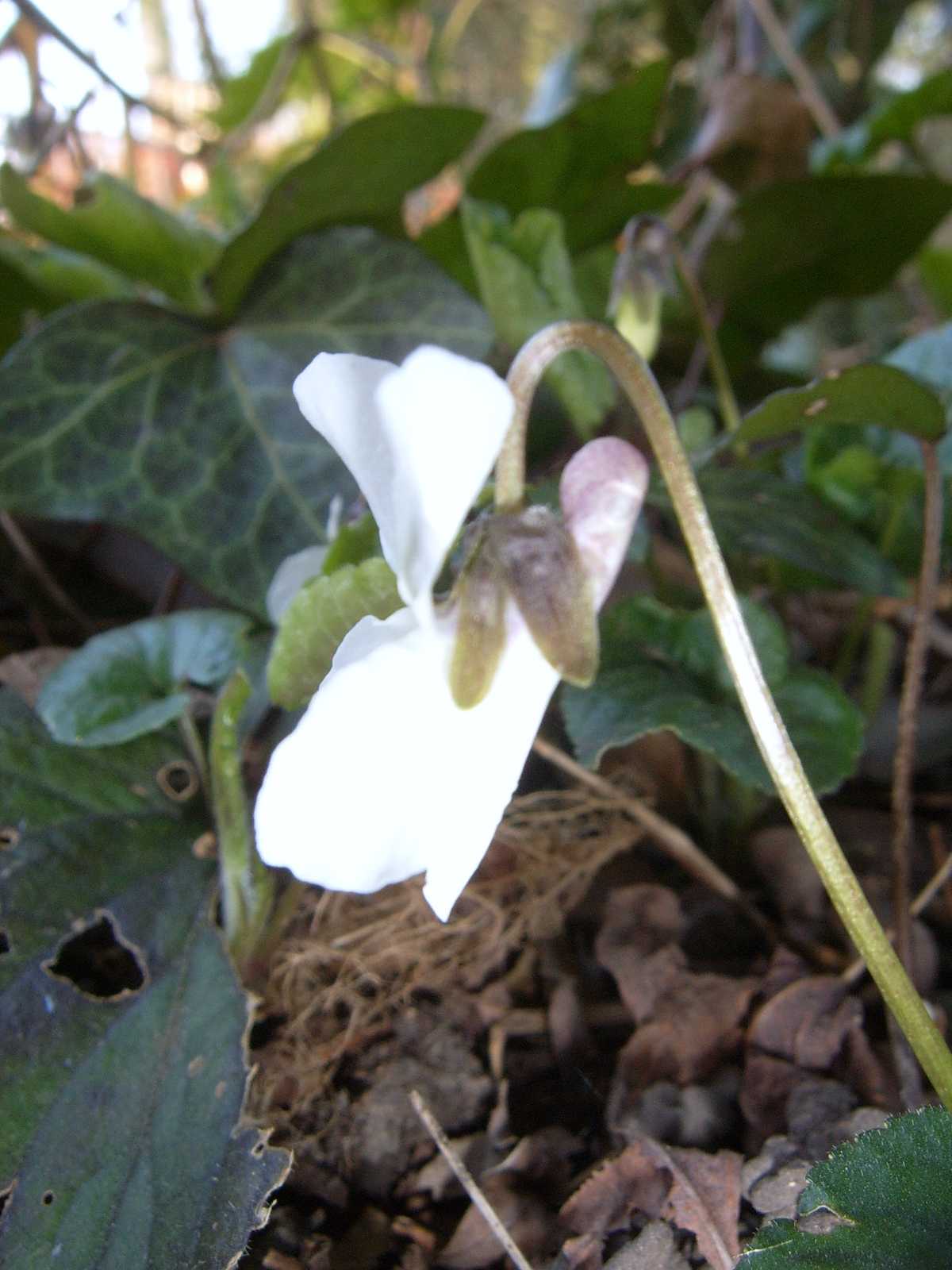 Ancora viole - Viola  cfr. alba