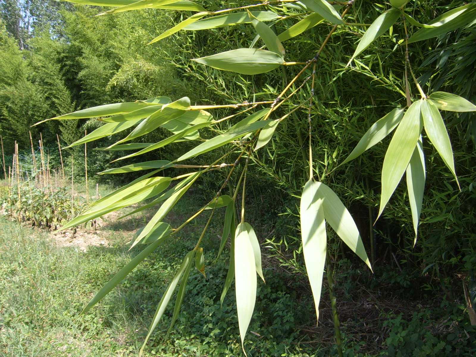 bamb - Phyllostachys aurea