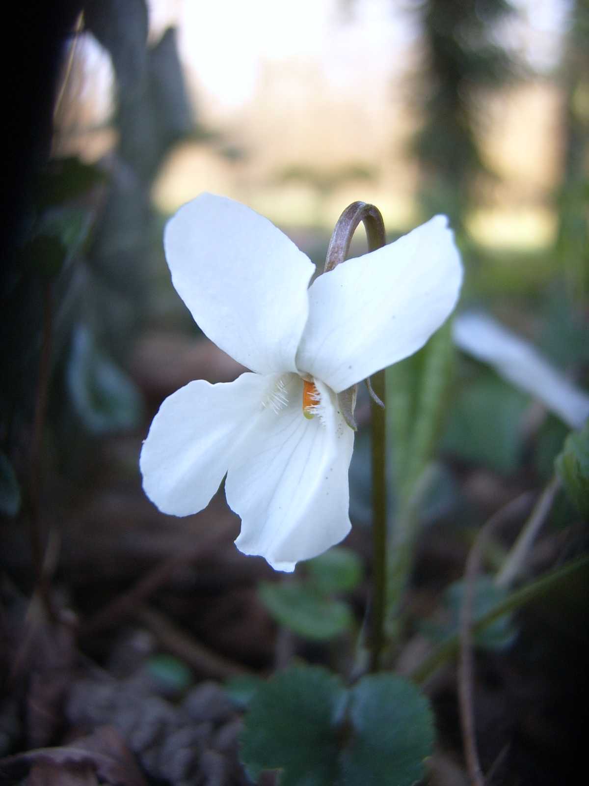 Ancora viole - Viola  cfr. alba