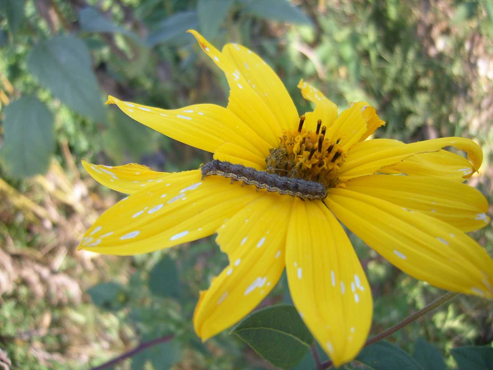 bruco da determinare - Helicoverpa armigera