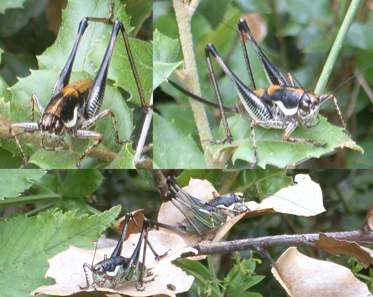 Cavallette istriane