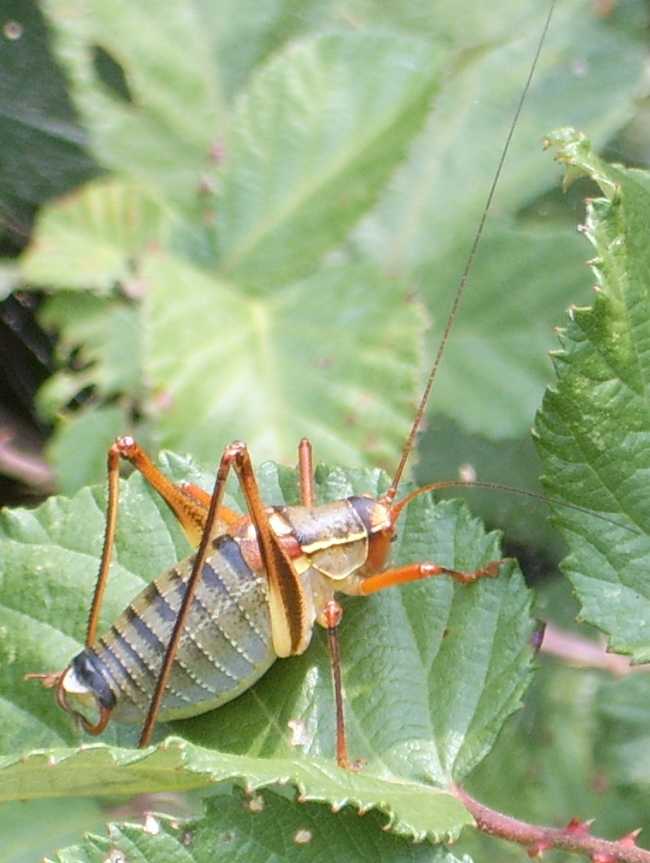 Cavallette istriane