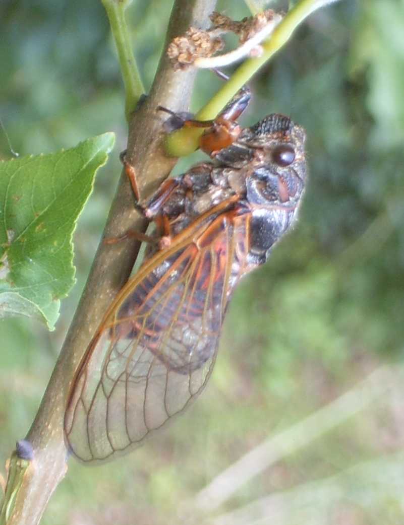 Cicala istriana: Tibicina haematodes