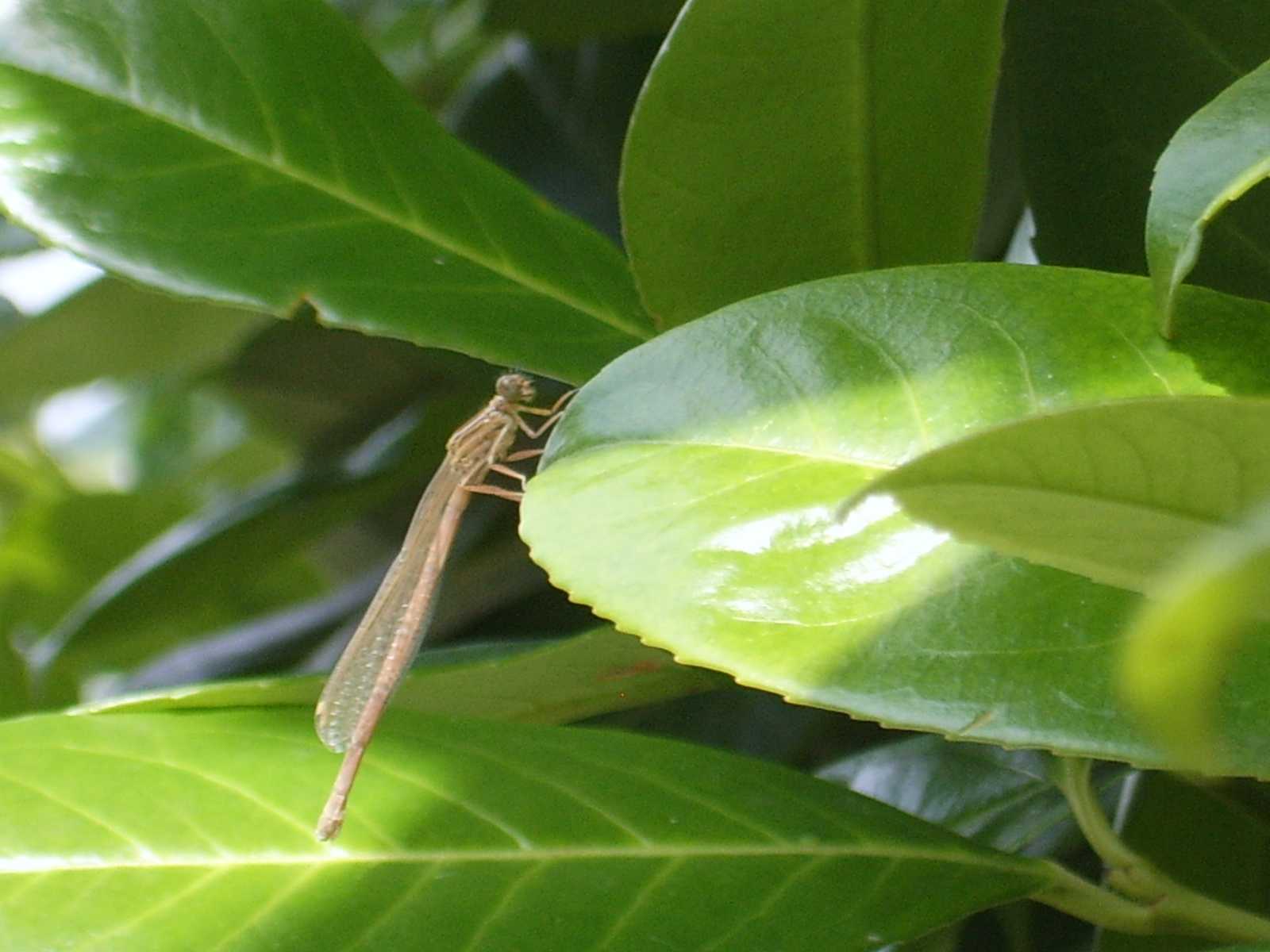 Damigella e Orthetrum