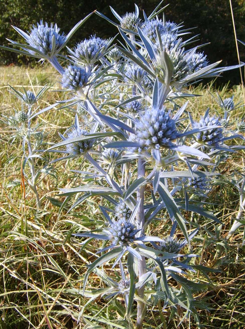 Eryngium amethystinum