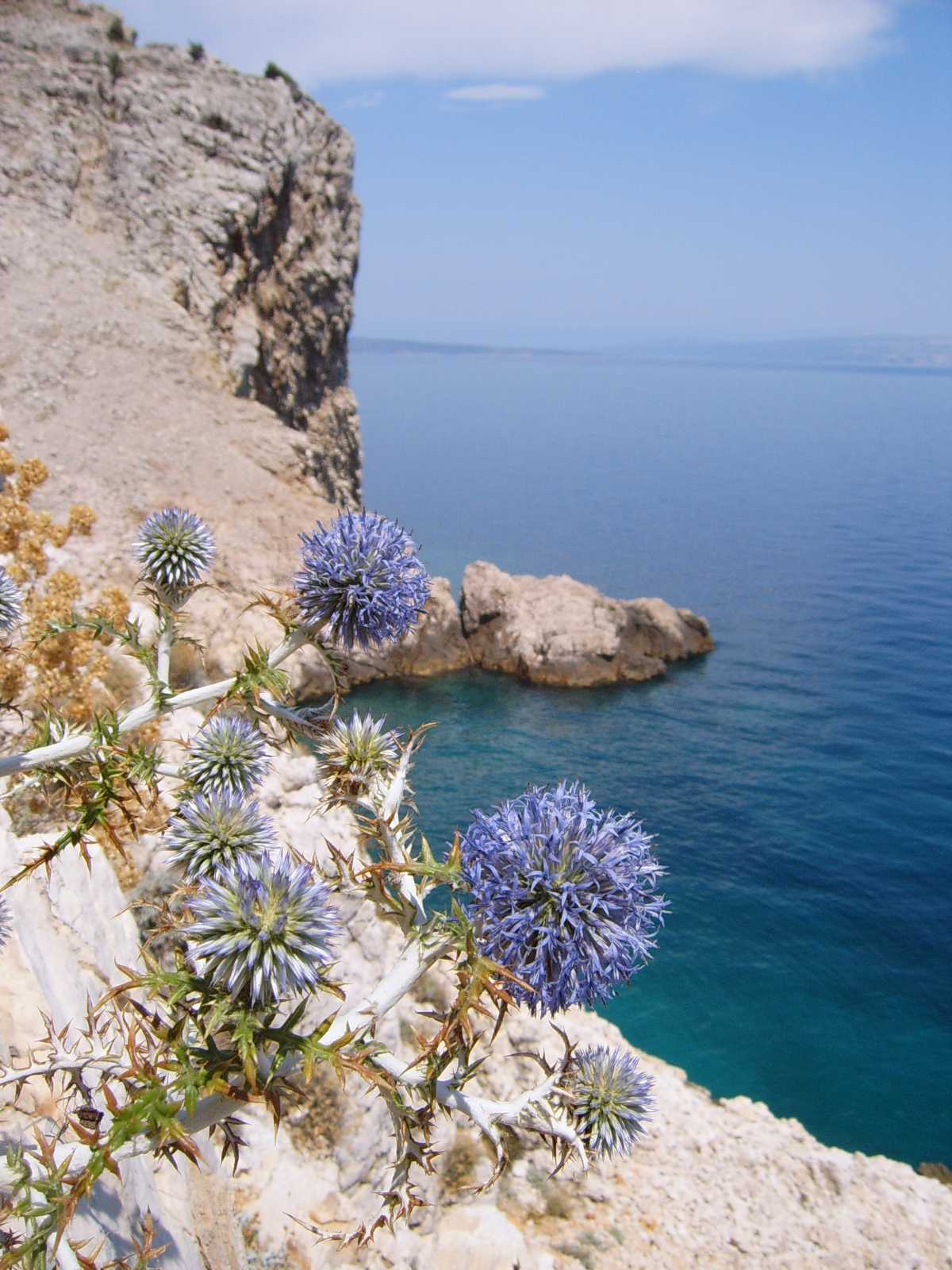 fiori blu croati (in sito splendido) - Echinops sp.