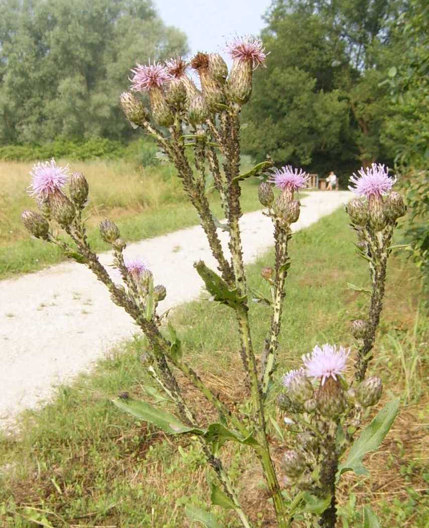 Cirsium arvense ricoperta di afidi