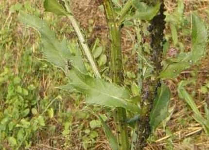 Cirsium arvense ricoperta di afidi