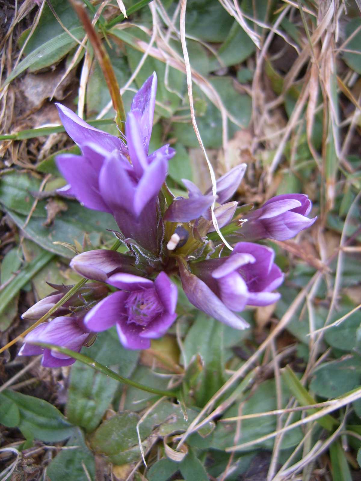 ultima fioritura viola - Gentianella sp.