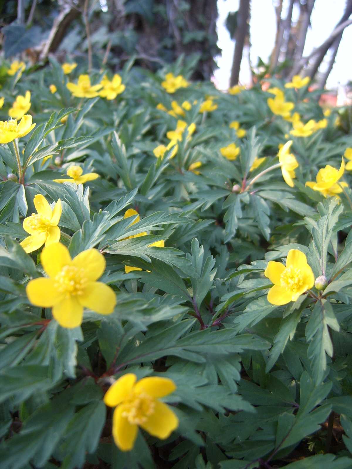 Anemone ranunculoides