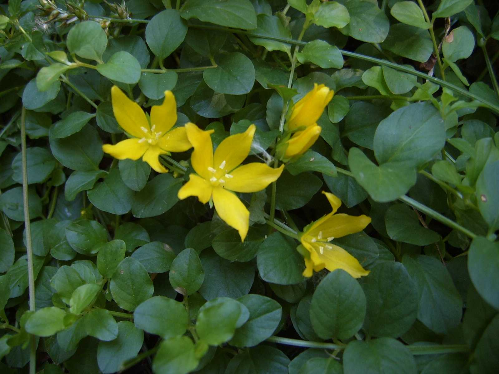 Lysimachia nummularia / Mazza d''oro minore