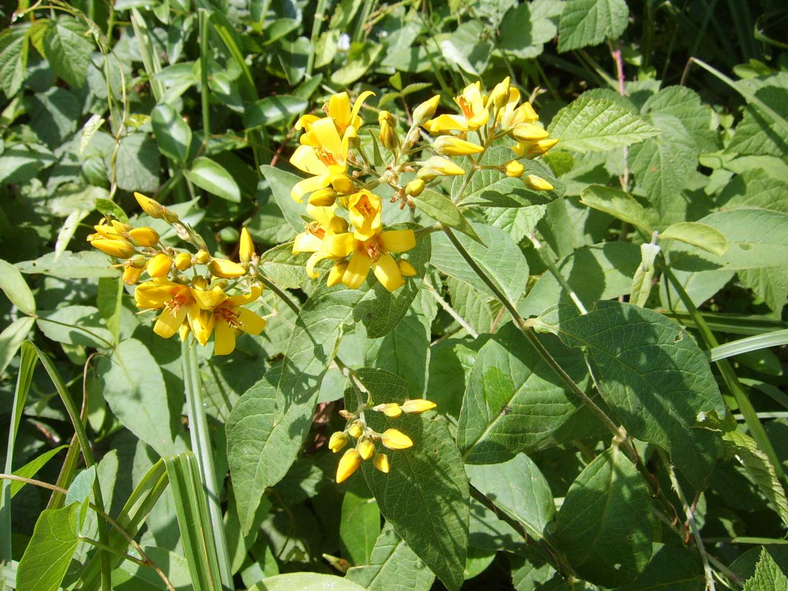 Lysimachia vulgaris / Mazza d''oro comune