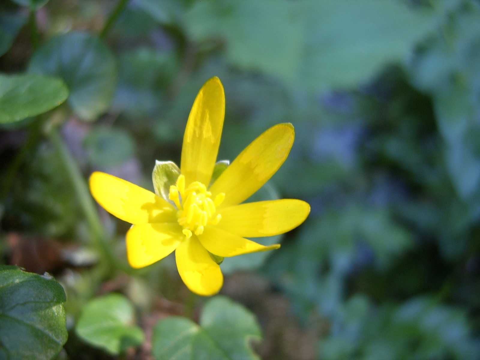 Ranunculus ficaria / Ranuncolo favagello