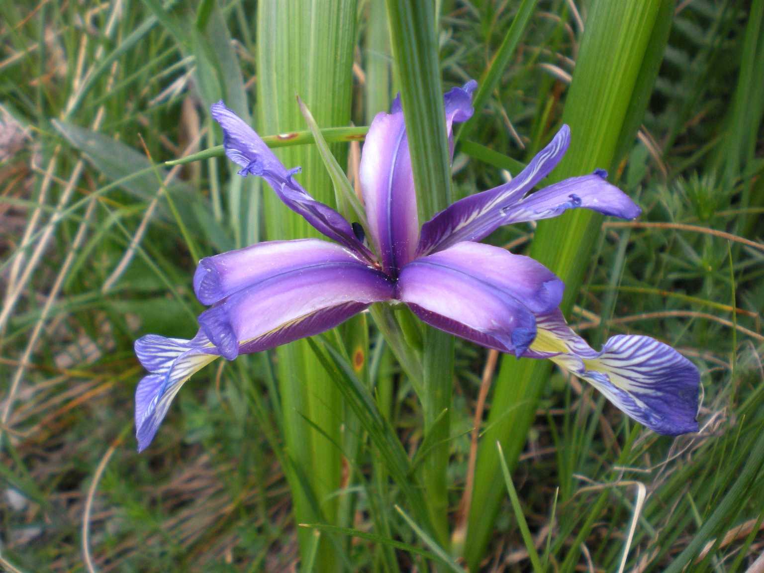 Iris slovena - Iris graminea