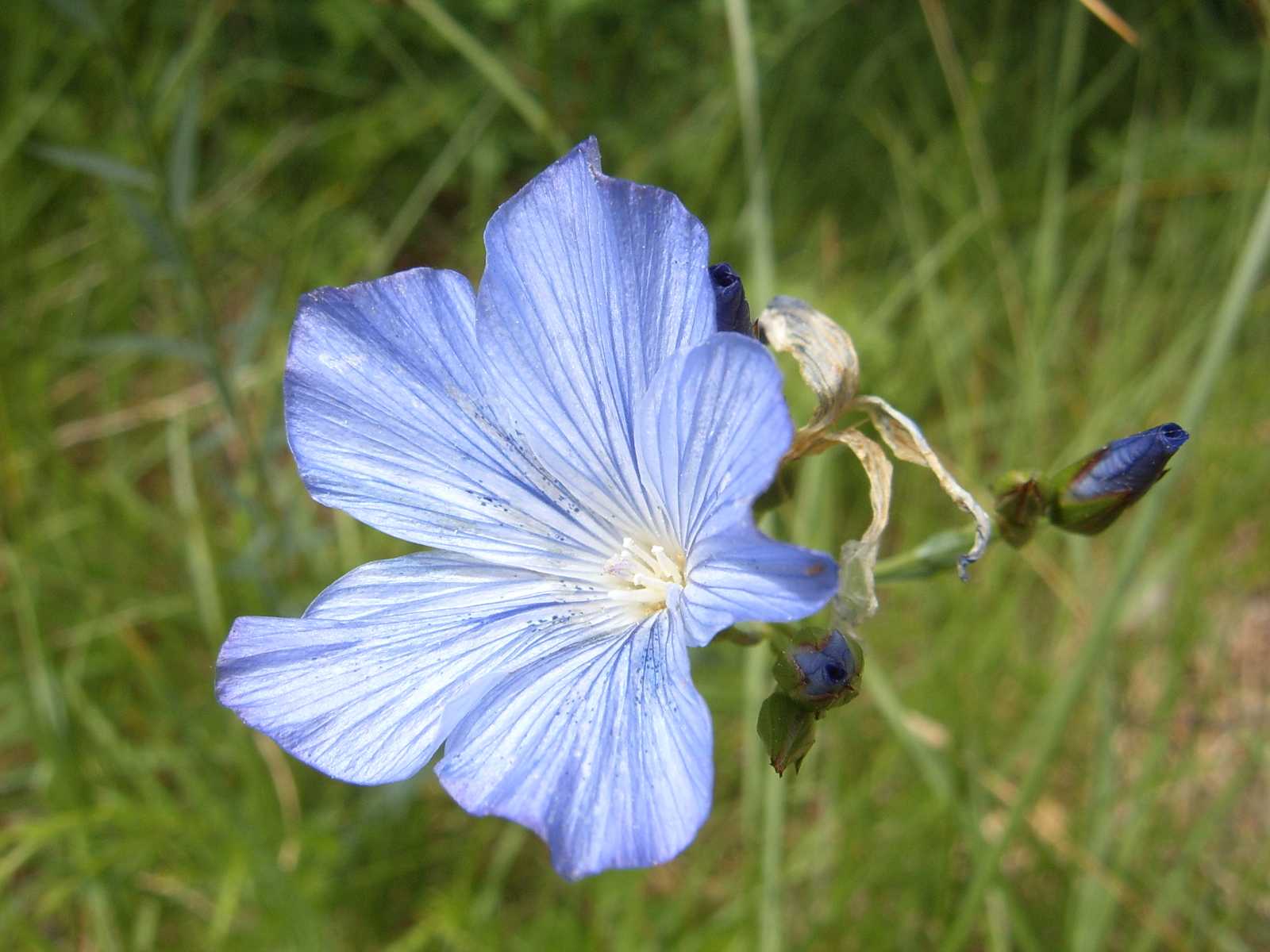 Linum