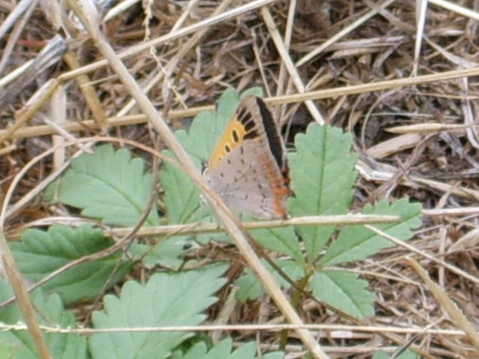 chiedo conferme per identificazioni farfalle