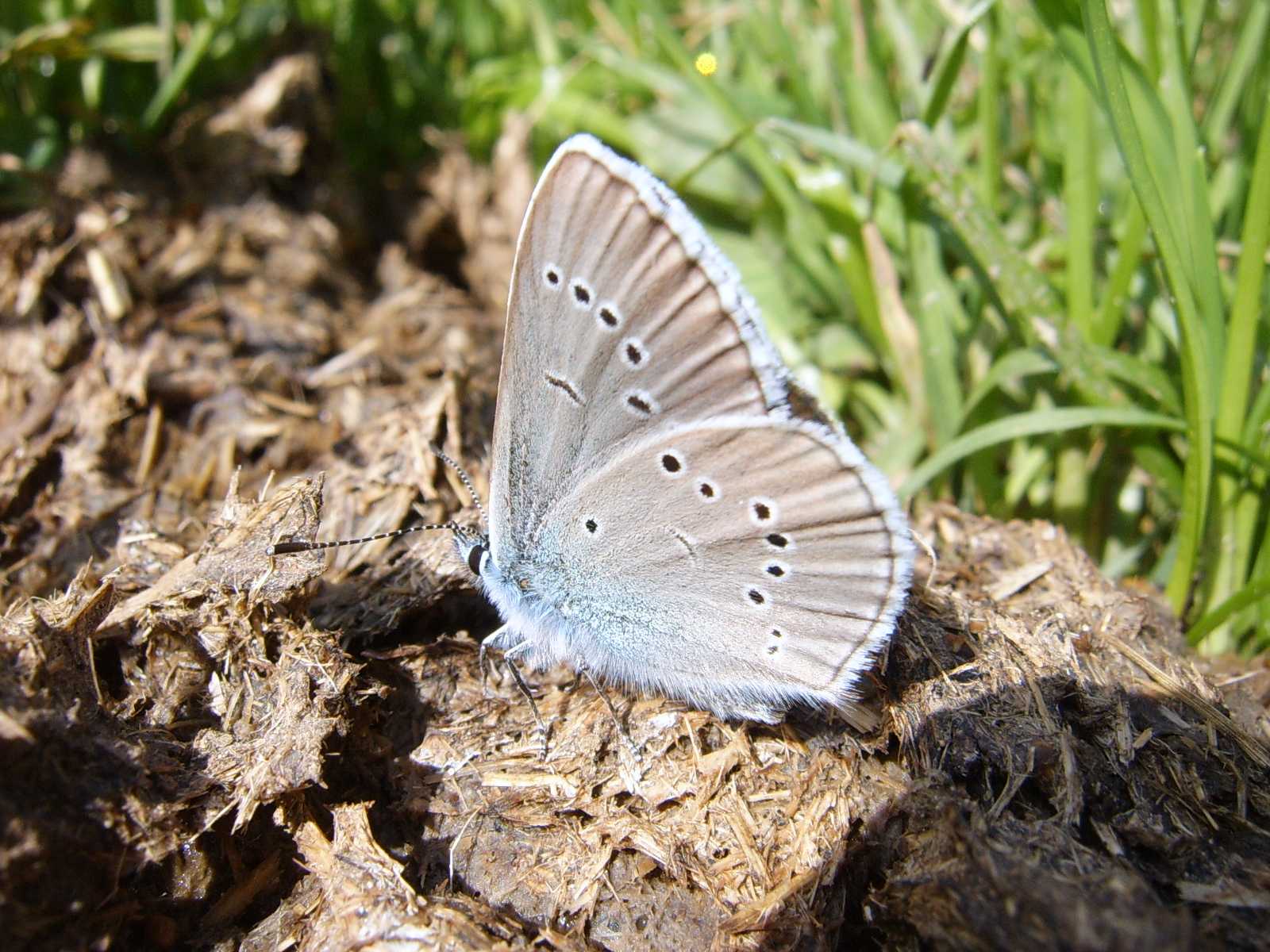 Farfalle del monte Grappa