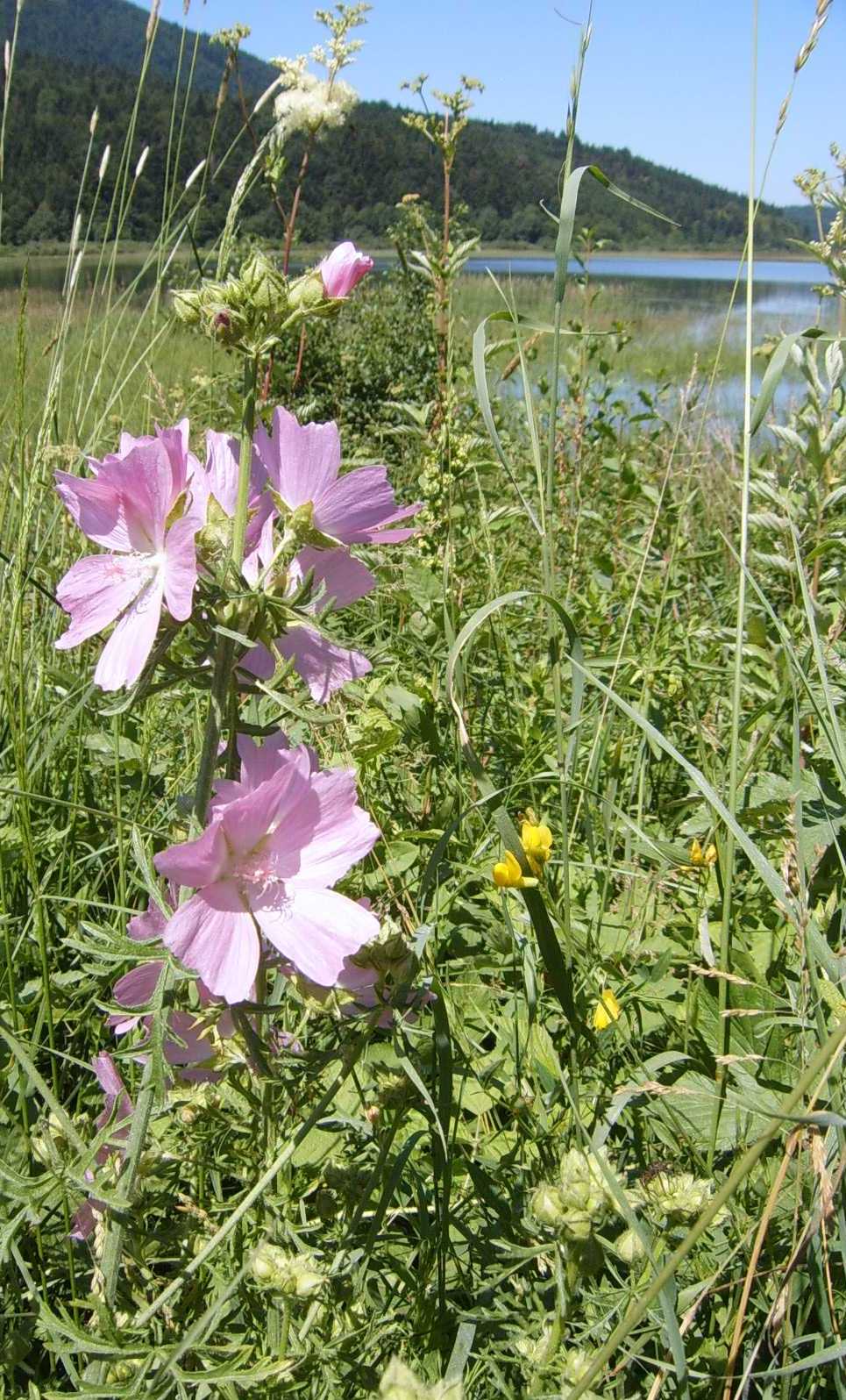 mega malva slovena - Malva alcea