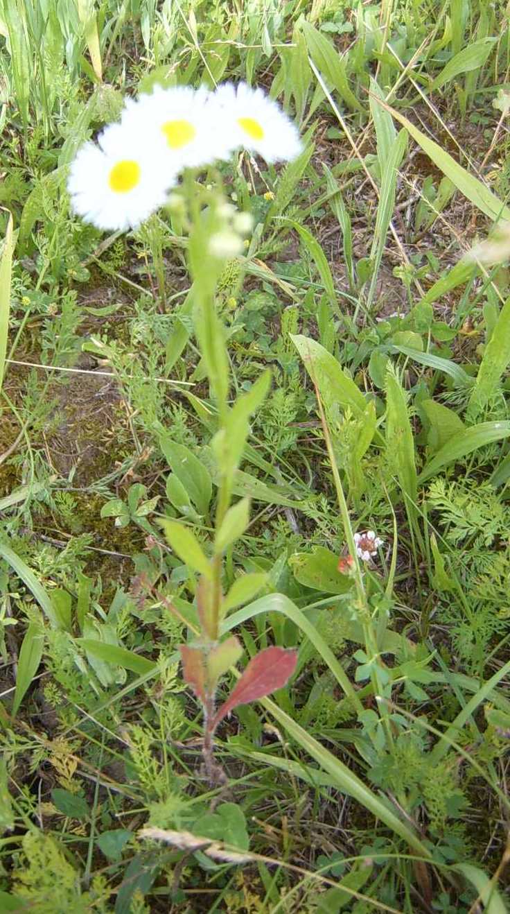 Erigeron annuus