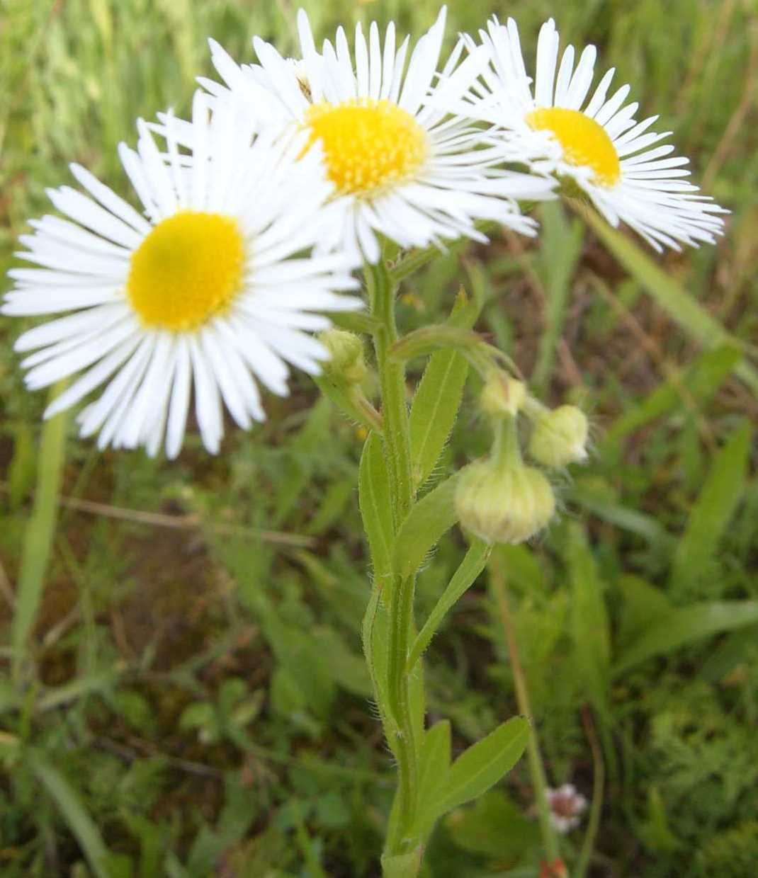 Erigeron annuus