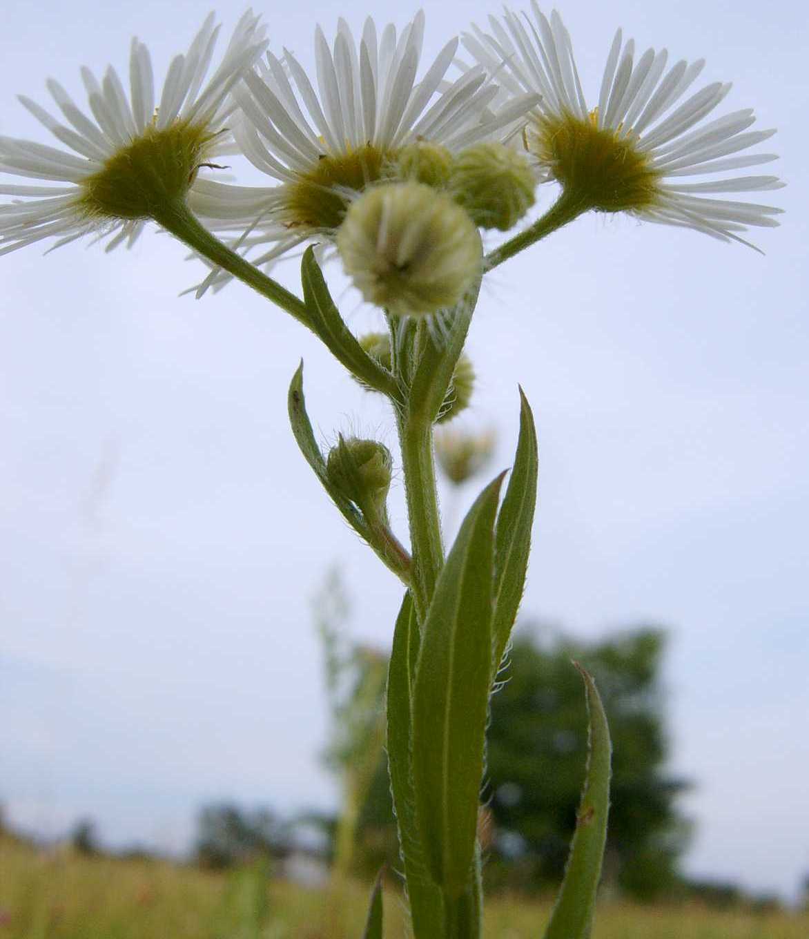 Erigeron annuus