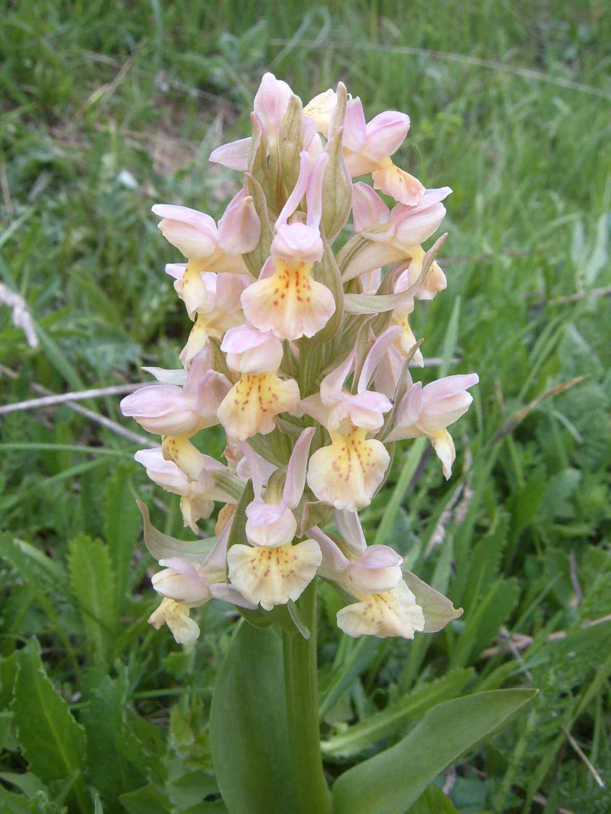 Orchidea del monte Grappa