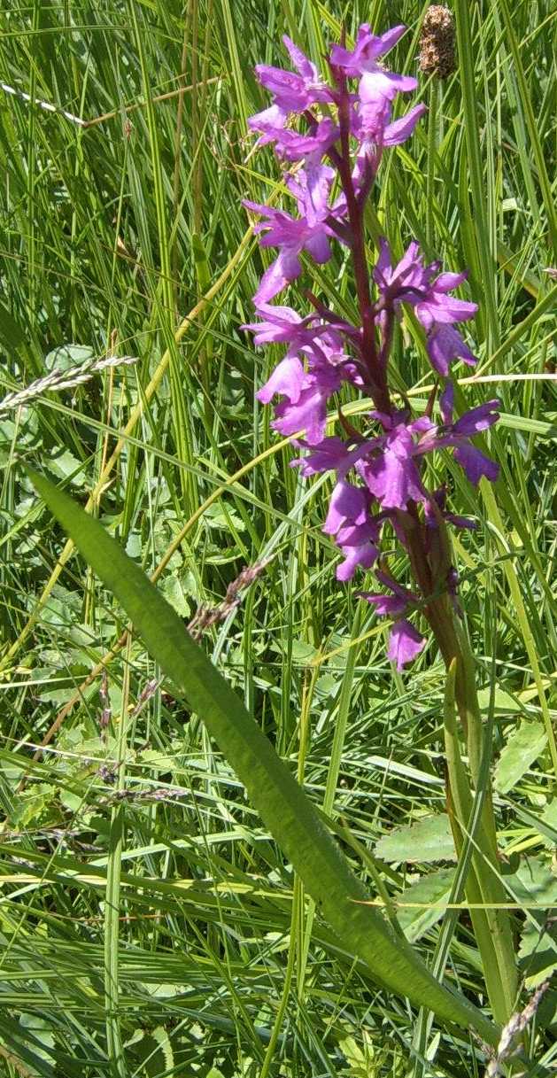 Orchis palustris