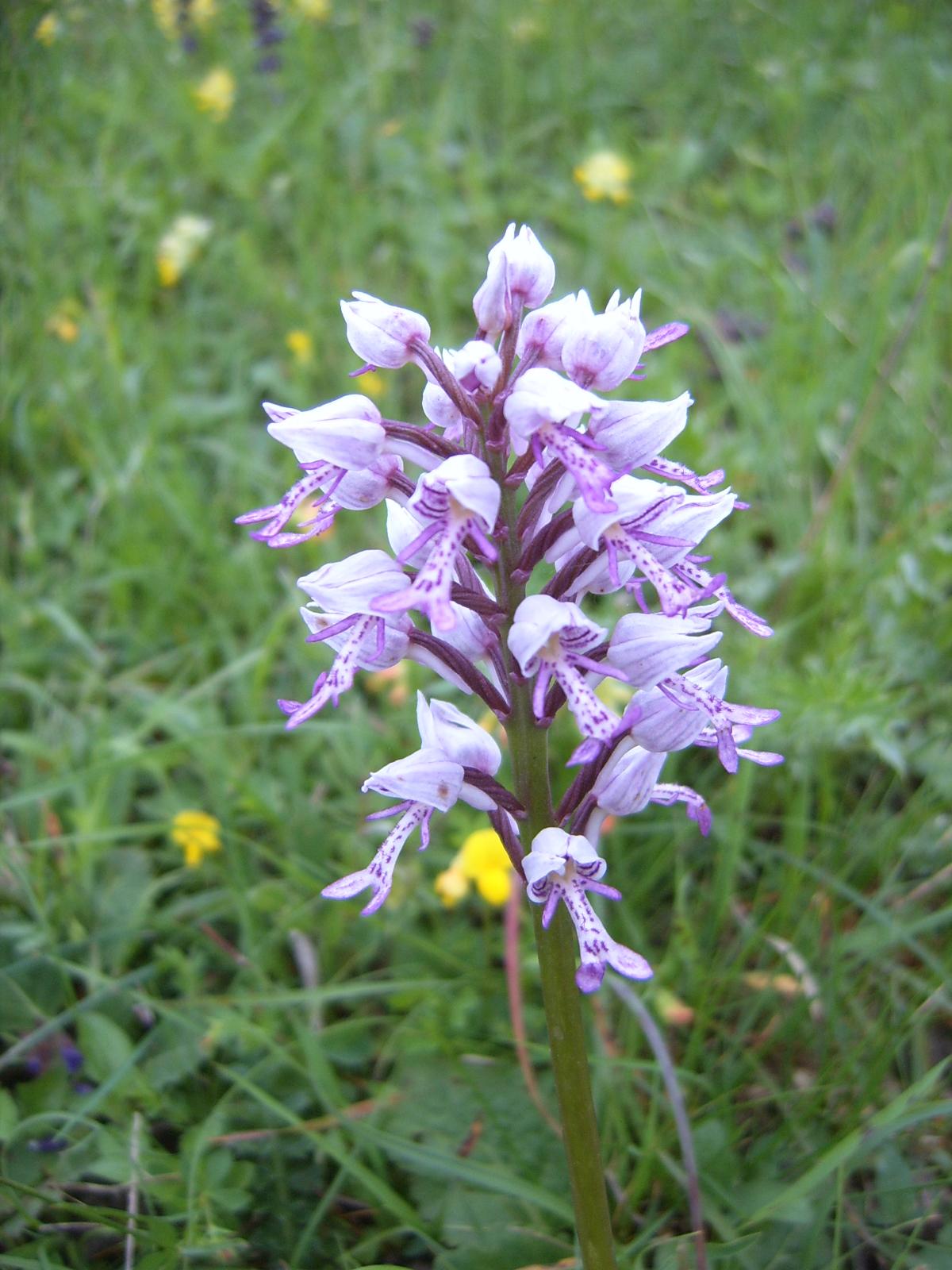 Orchis  ... altre 2 orchidee del monte Grappa