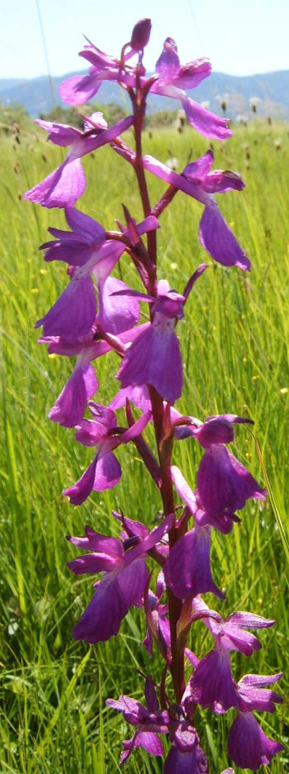 Orchis palustris