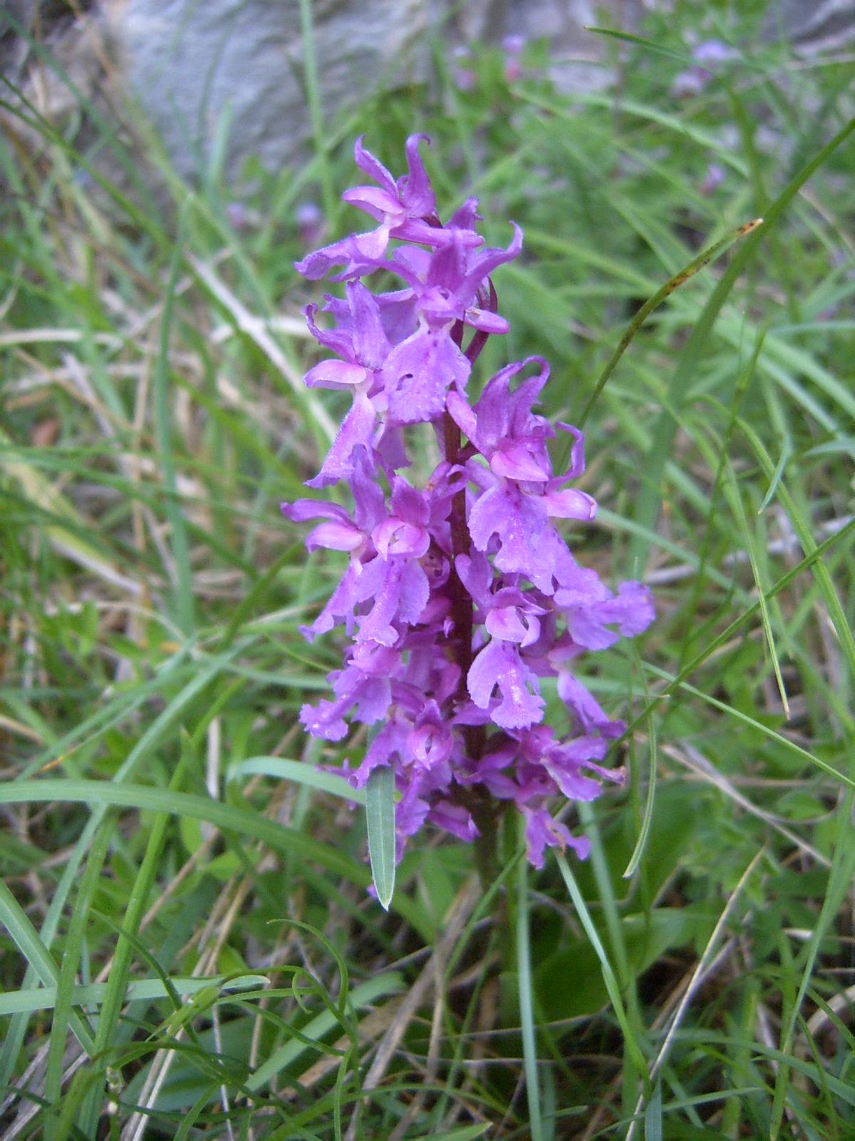 Orchis  ... altre 2 orchidee del monte Grappa