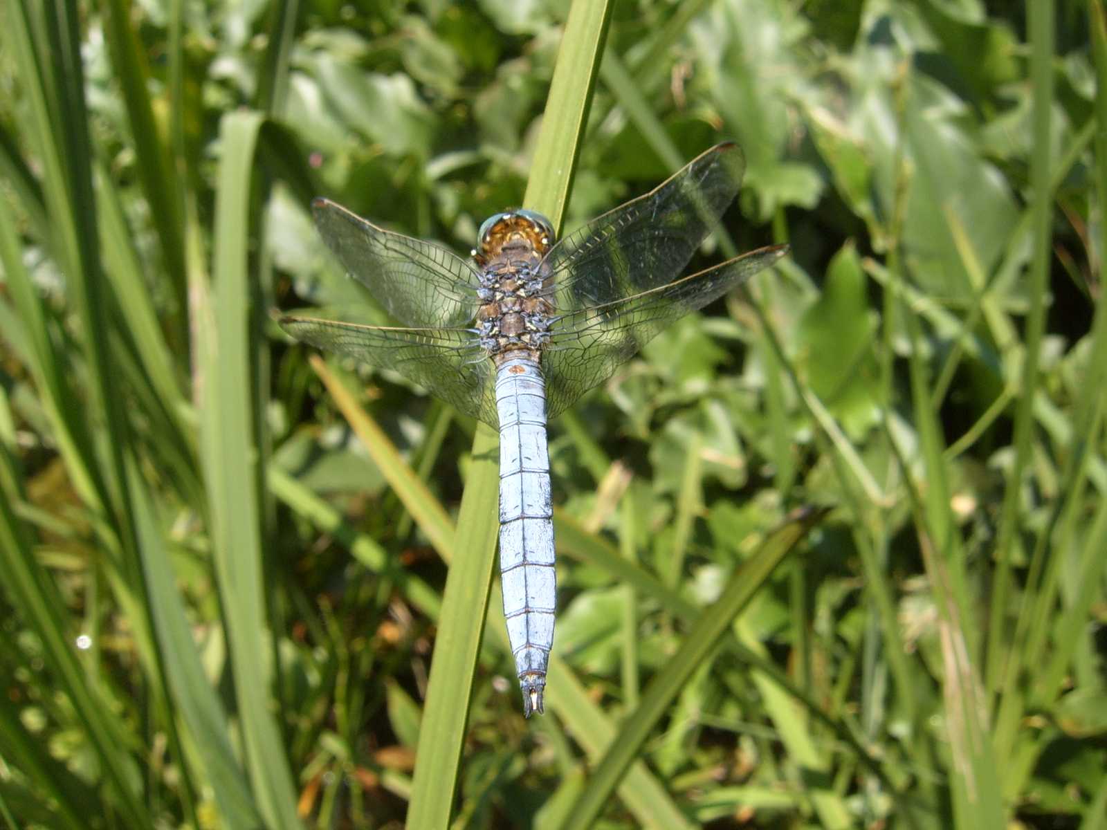 Solita Orthetrum brunneum?  - No, Orthetrum coerulescens