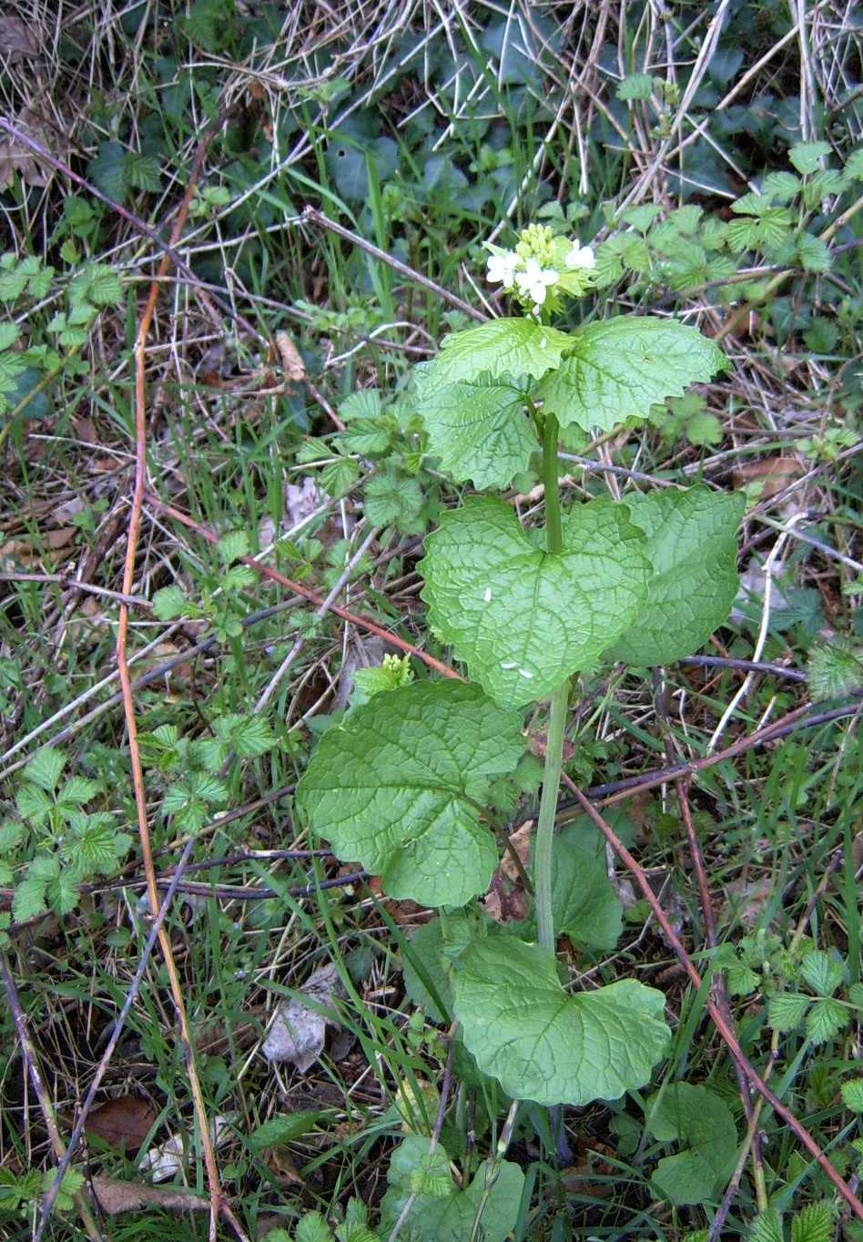 Alliaria petiolata