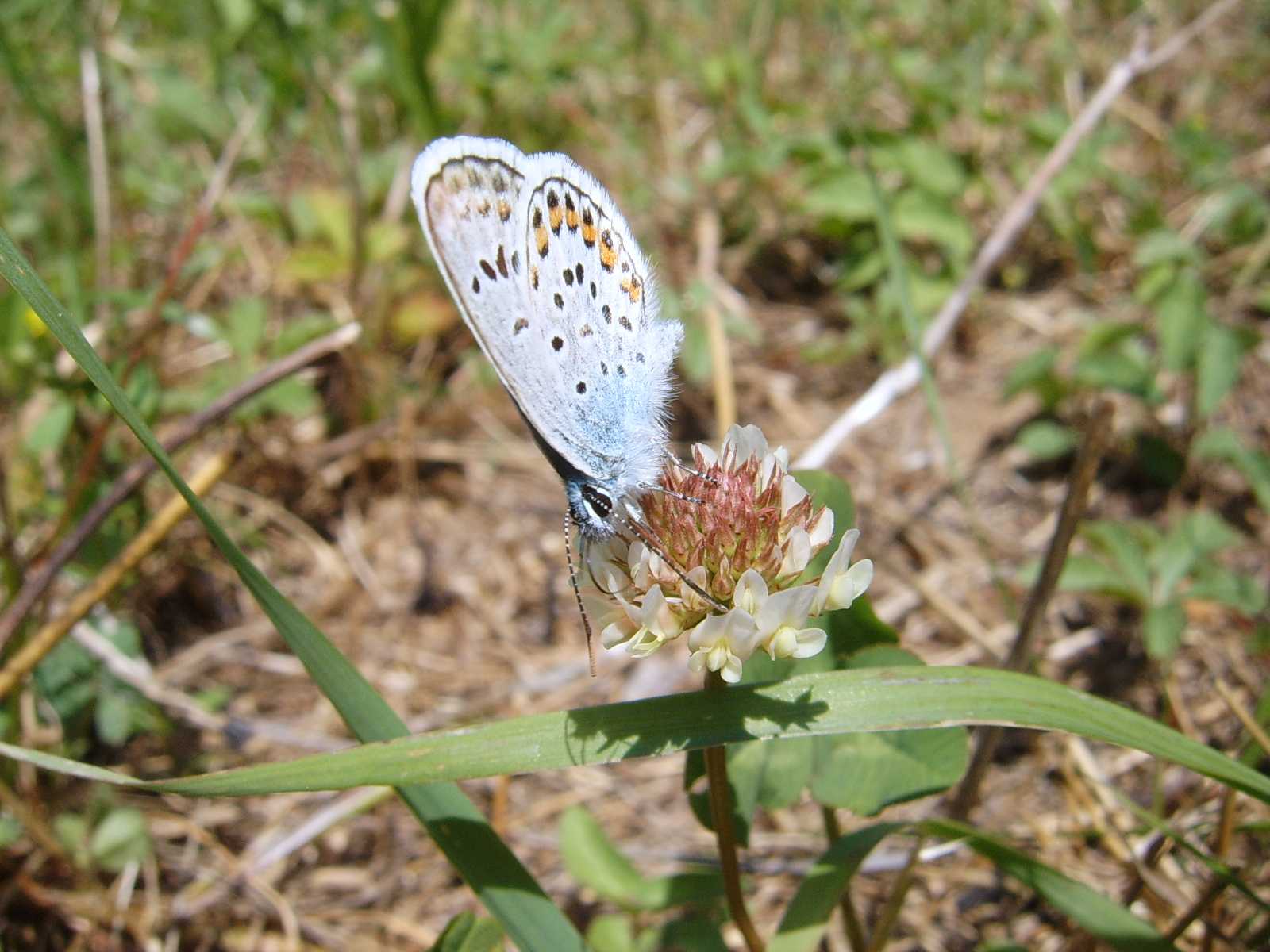 chiedo conferme per identificazioni farfalle