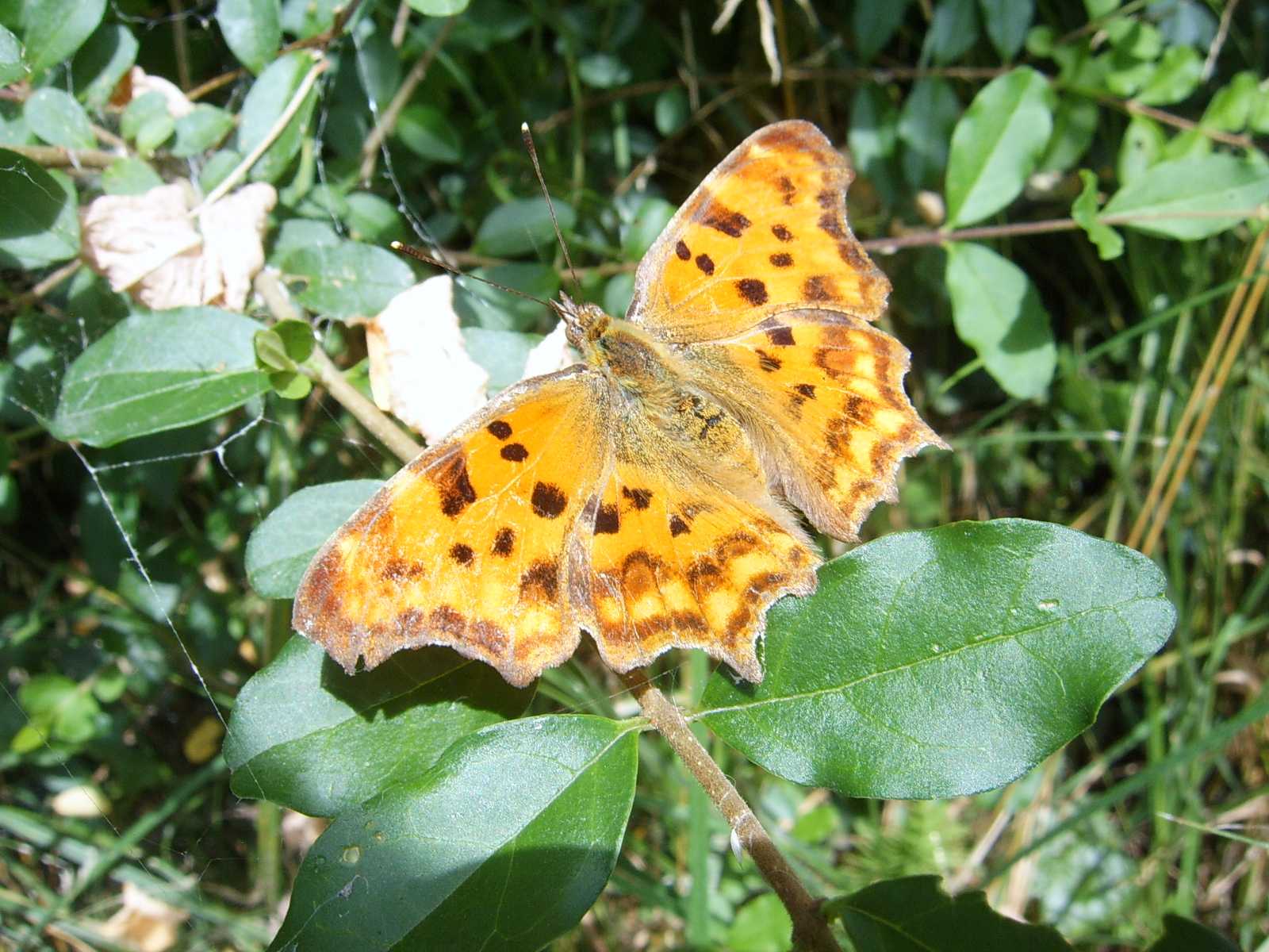 chiedo conferme per identificazioni farfalle