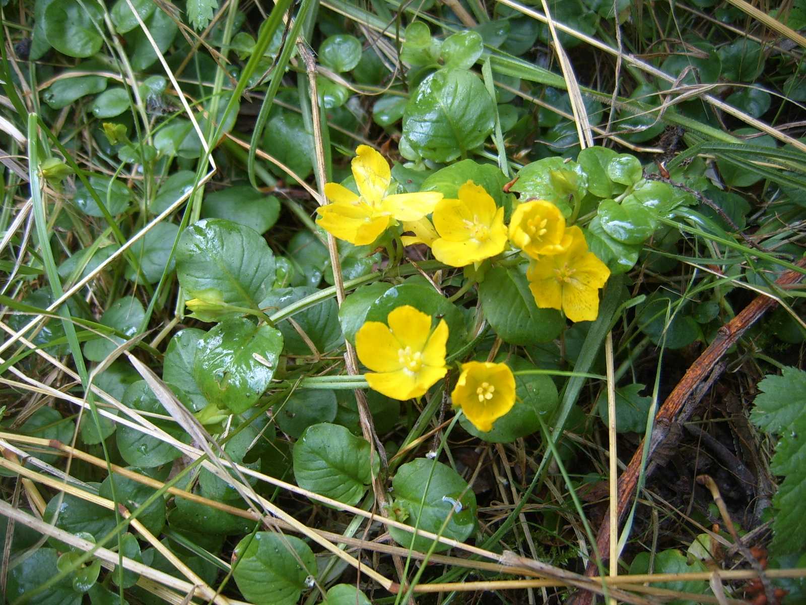 Lysimachia nummularia / Mazza d''oro minore