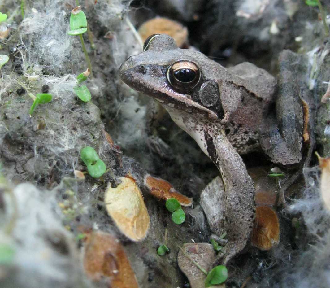 Rana croata - Rana dalmatina