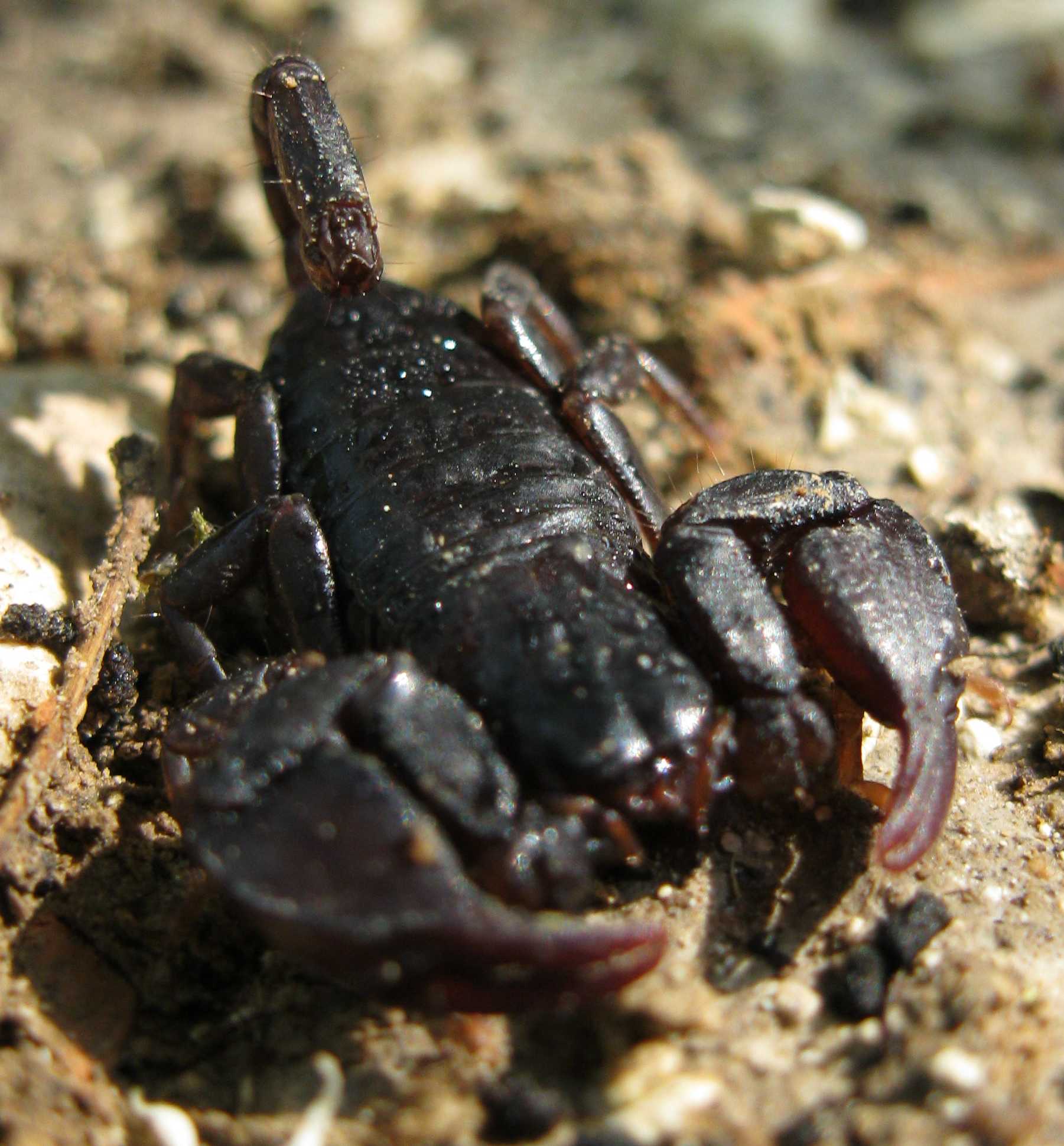 Euscorpius sp. euganeo