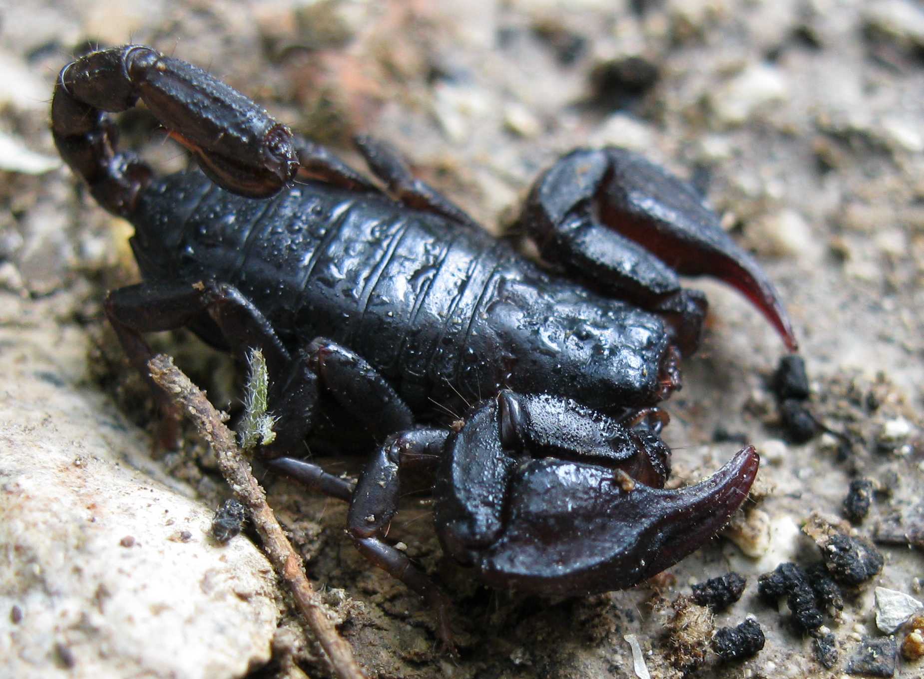 Euscorpius sp. euganeo